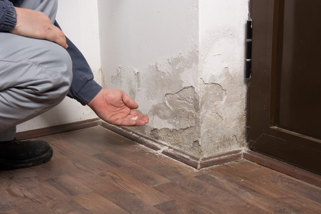 Qualified damp surveyor at work